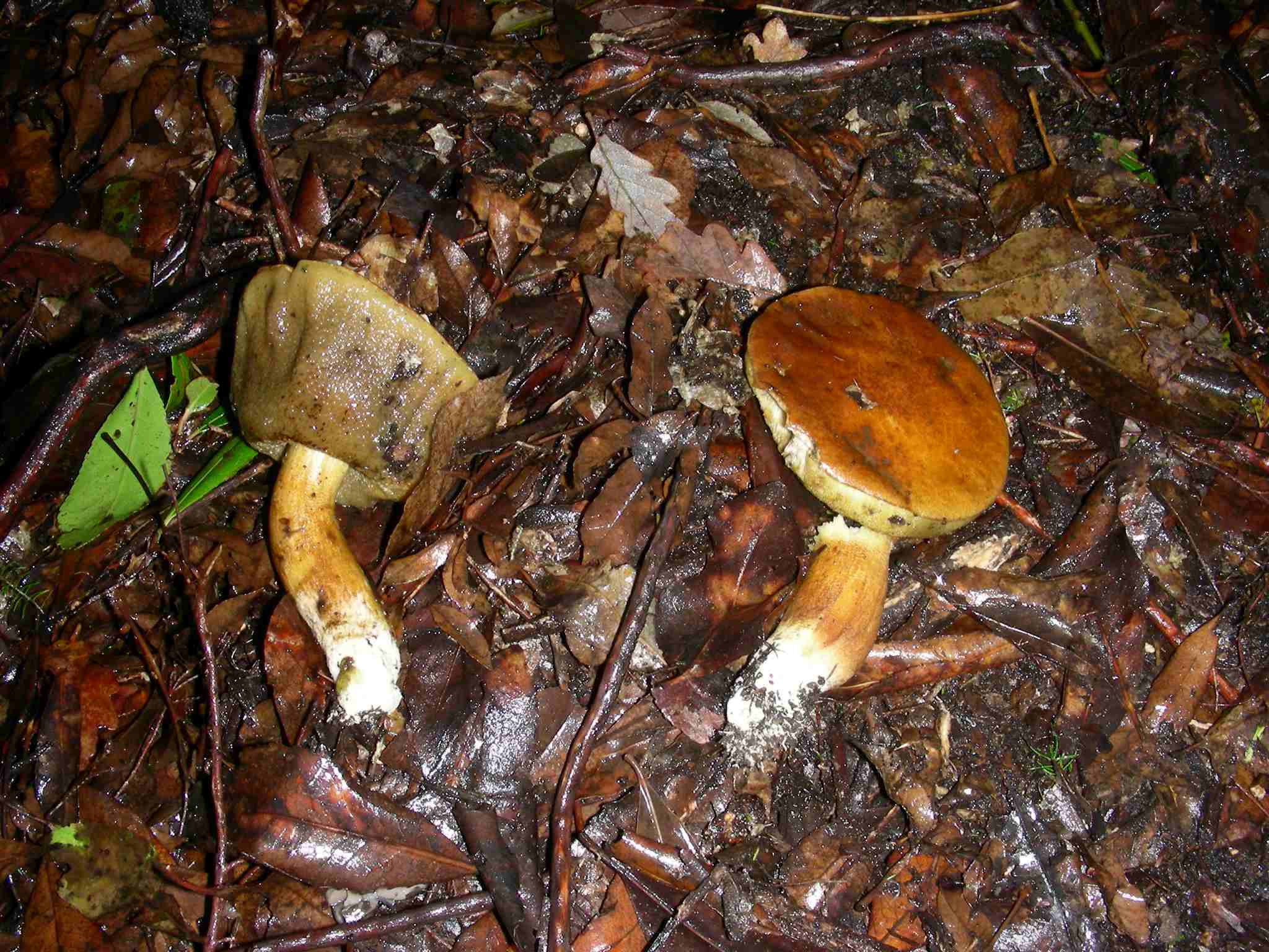 1858 Dicembre vecchio ritrovamento